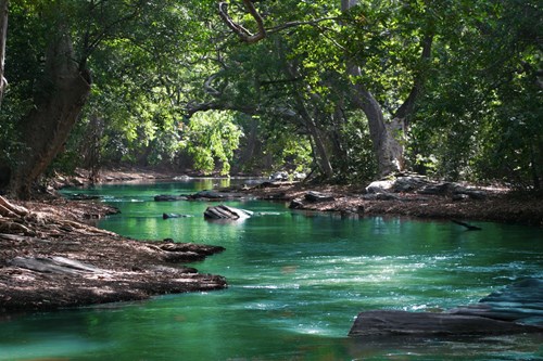 River running through a forest representing Nature